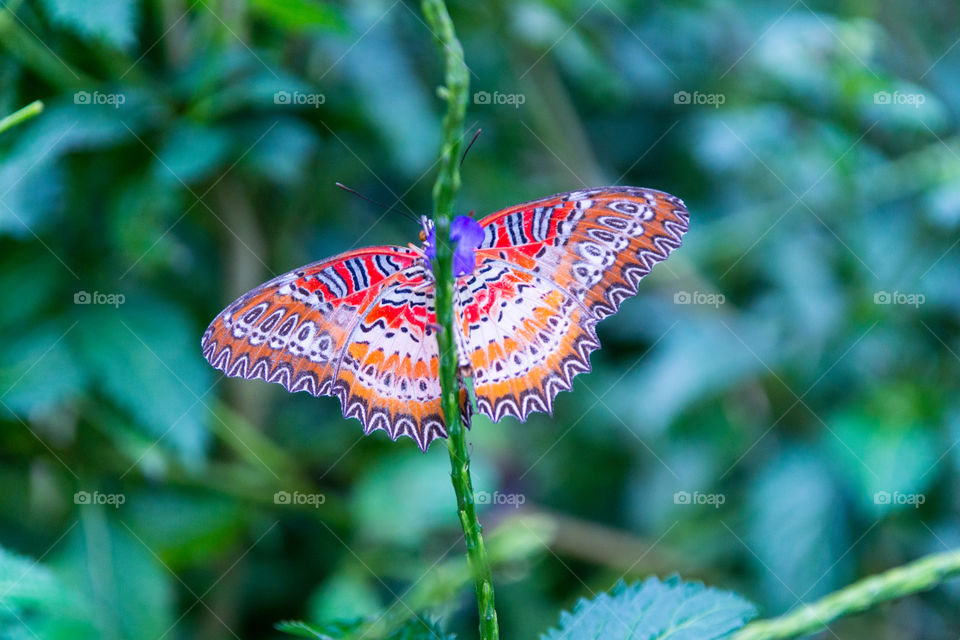 Butterfly in Malaysia 