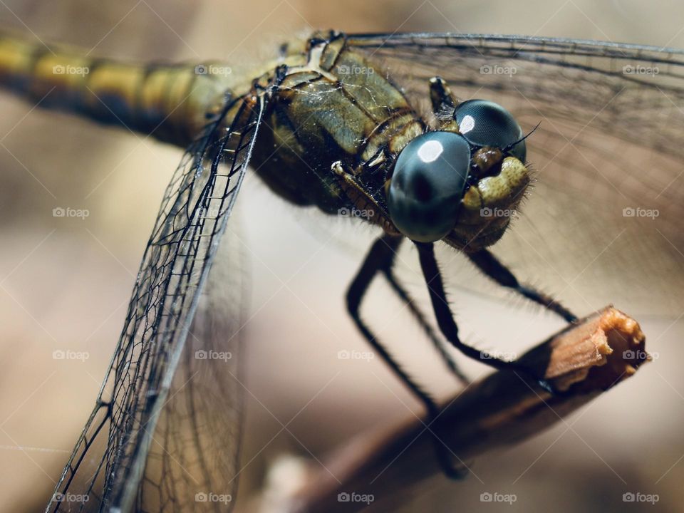 Dragonfly 