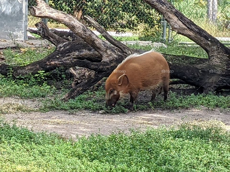 Hog at Zoo Miami