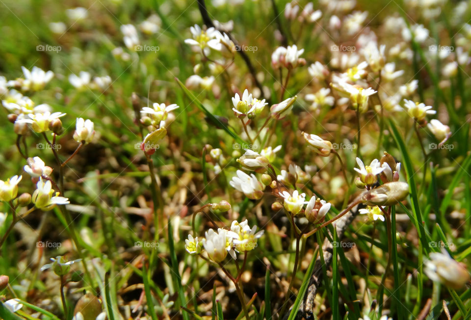 Little flowers