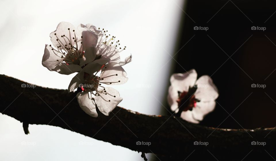 spring flower on the black & white