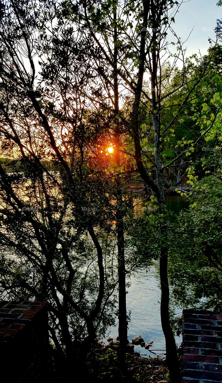 sun peeking through trees during dusk.