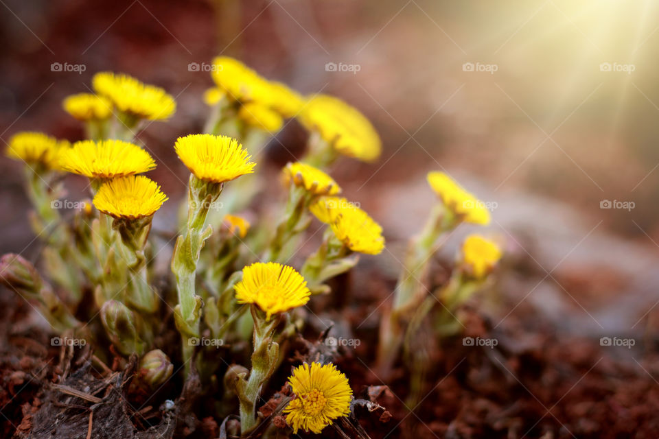 Foalfoot flowers