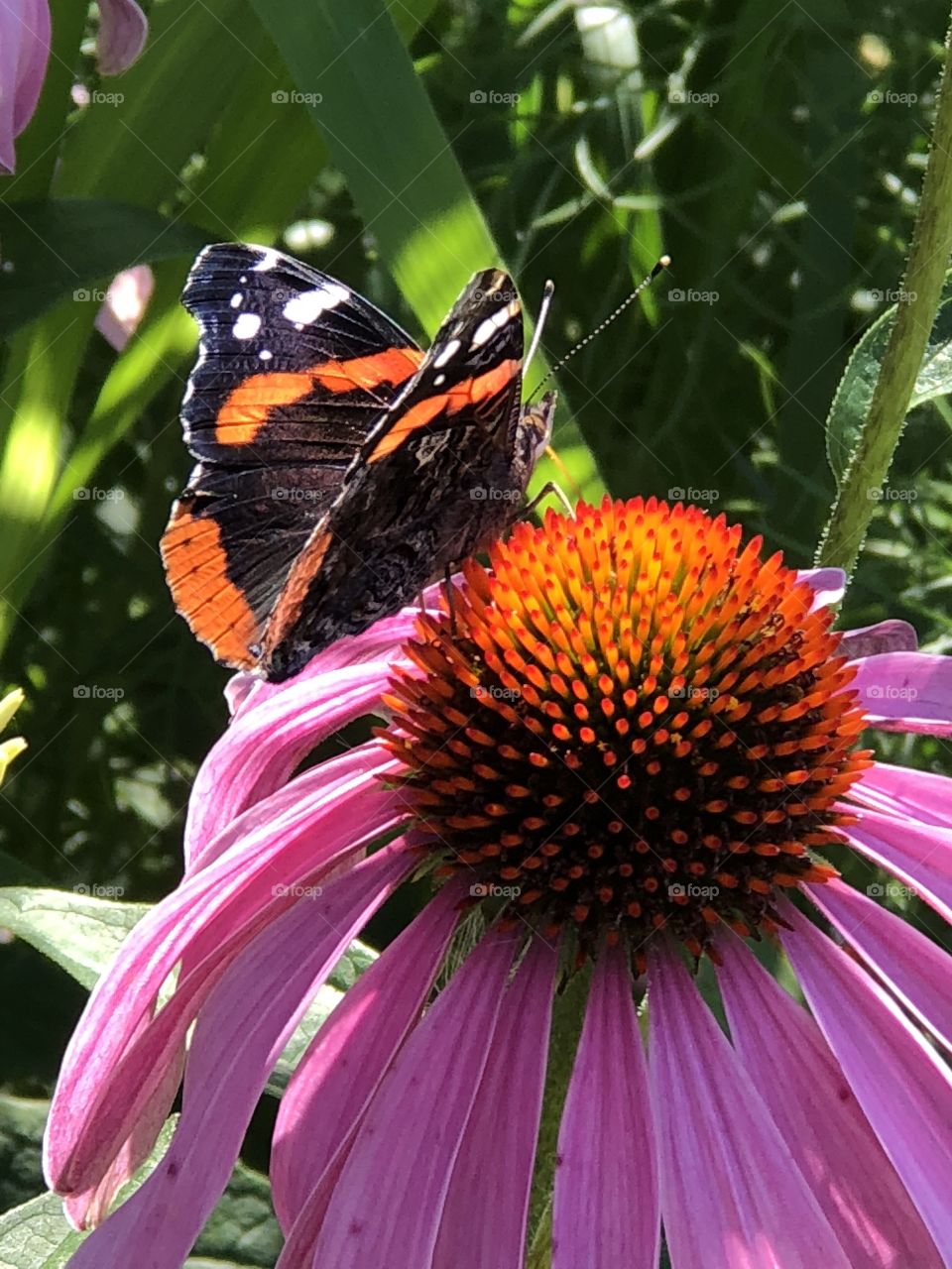 Wildflower, butterfly, and summer!