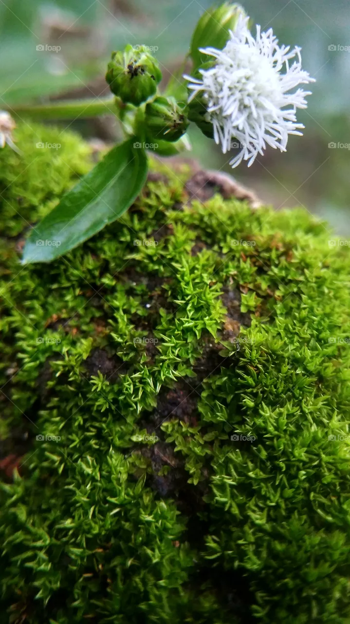 flower