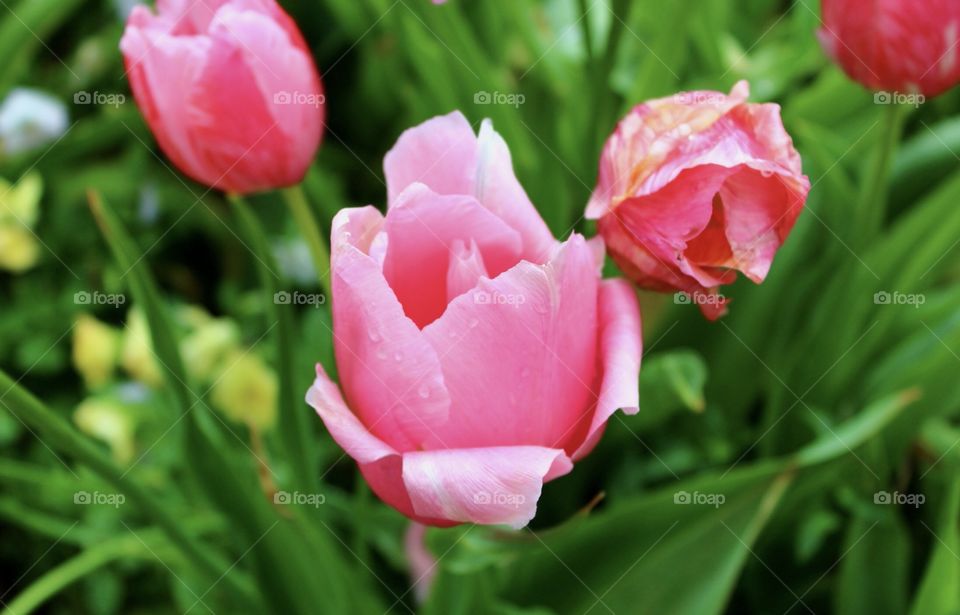 Pink tulips.