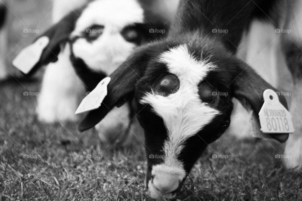 Mammal, Animal, Dog, Grass, Cute