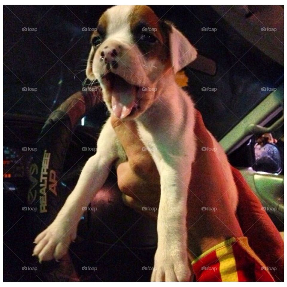 Boxer puppy
