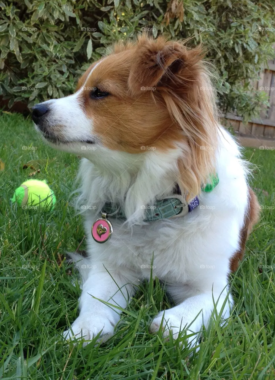 dog