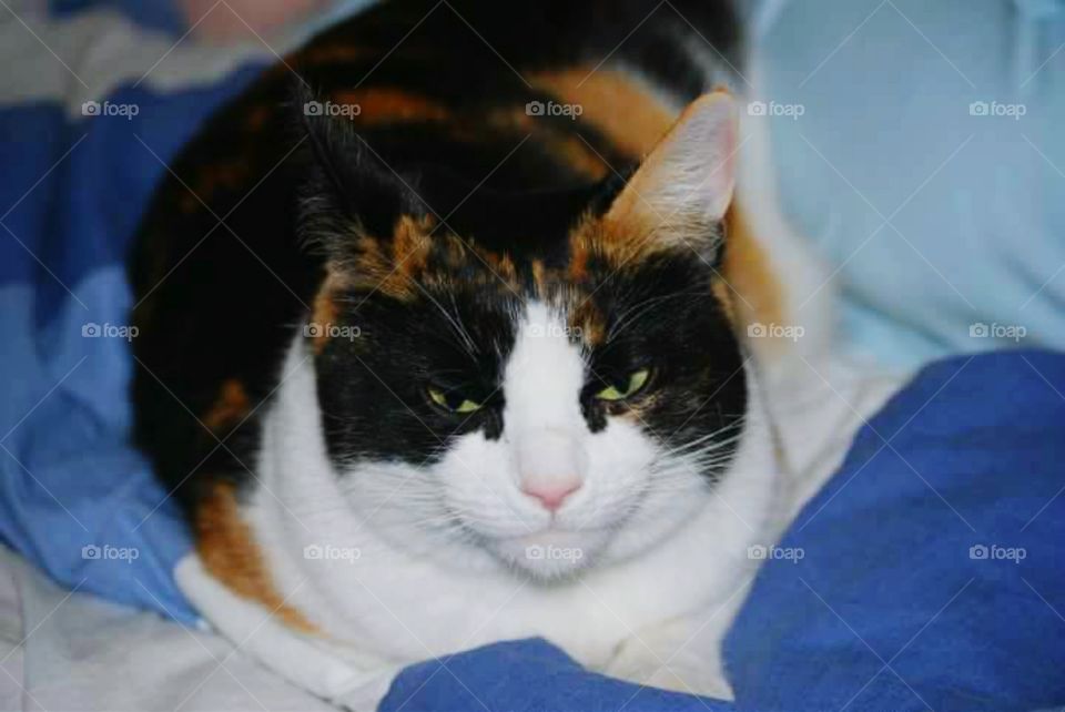 I THINK I SAW A CUTE CAT! !