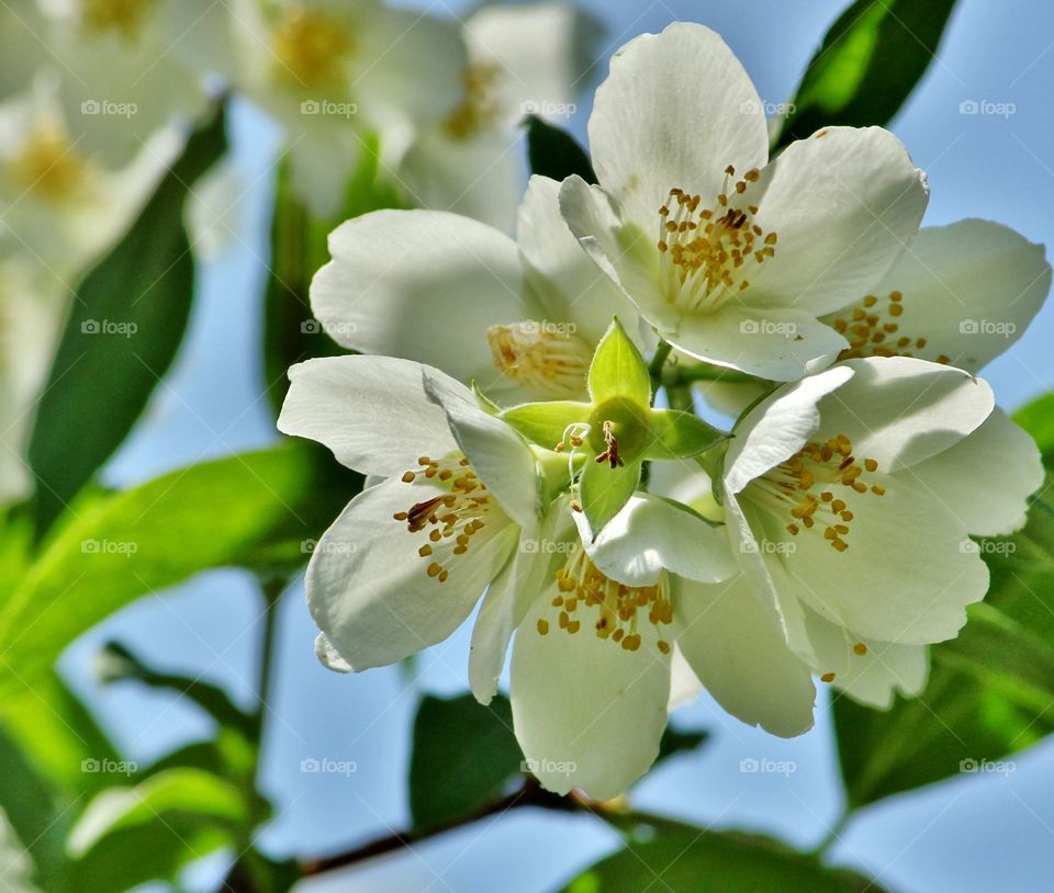 flowers