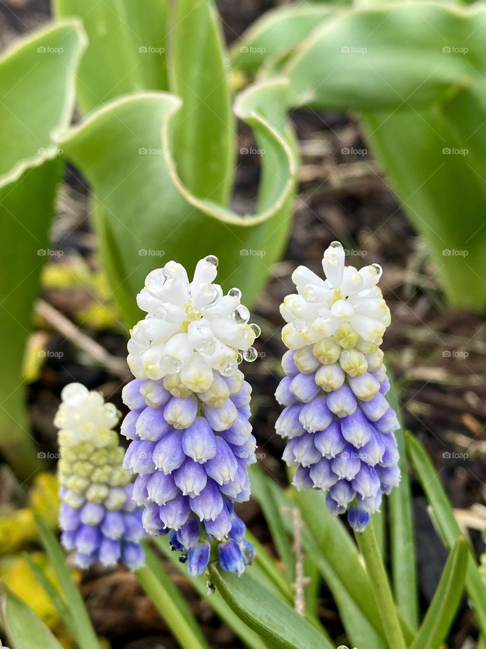 Grape hyacinth flowers covered with raindrops 