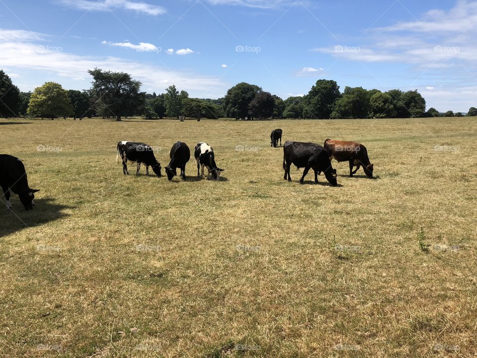 The grounds of Killerton, the cows are having a hard time, as a result of the drought like weather grass is in short supply.