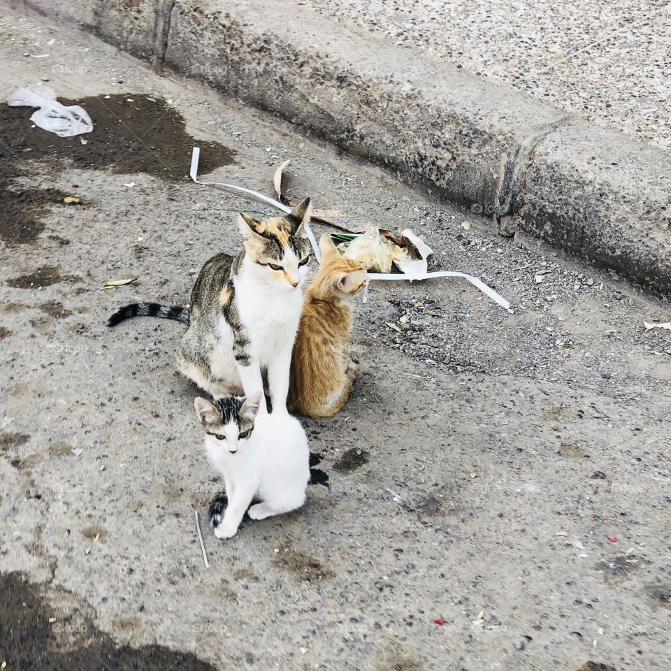 Beautiful cat and its kids