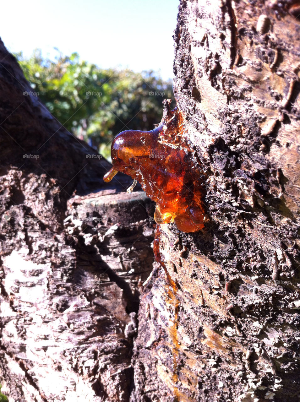 close trees spain up by babysu