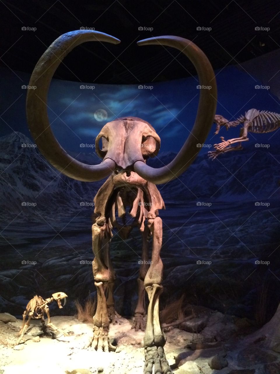Mammoth display 