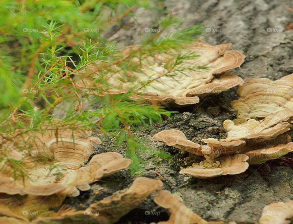 Fungus, Mushroom, Nature, Wood, Fall
