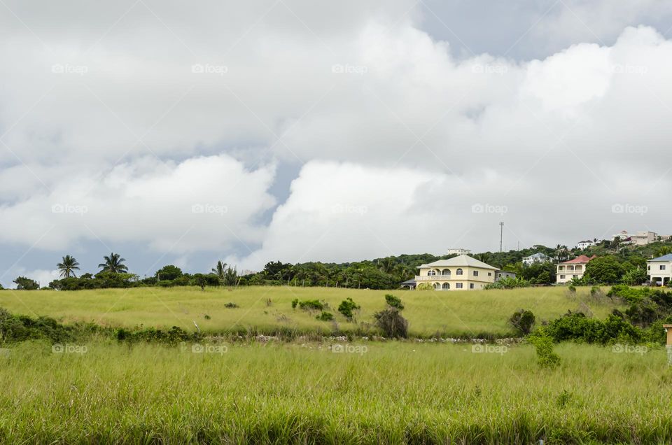 Grass Landscape