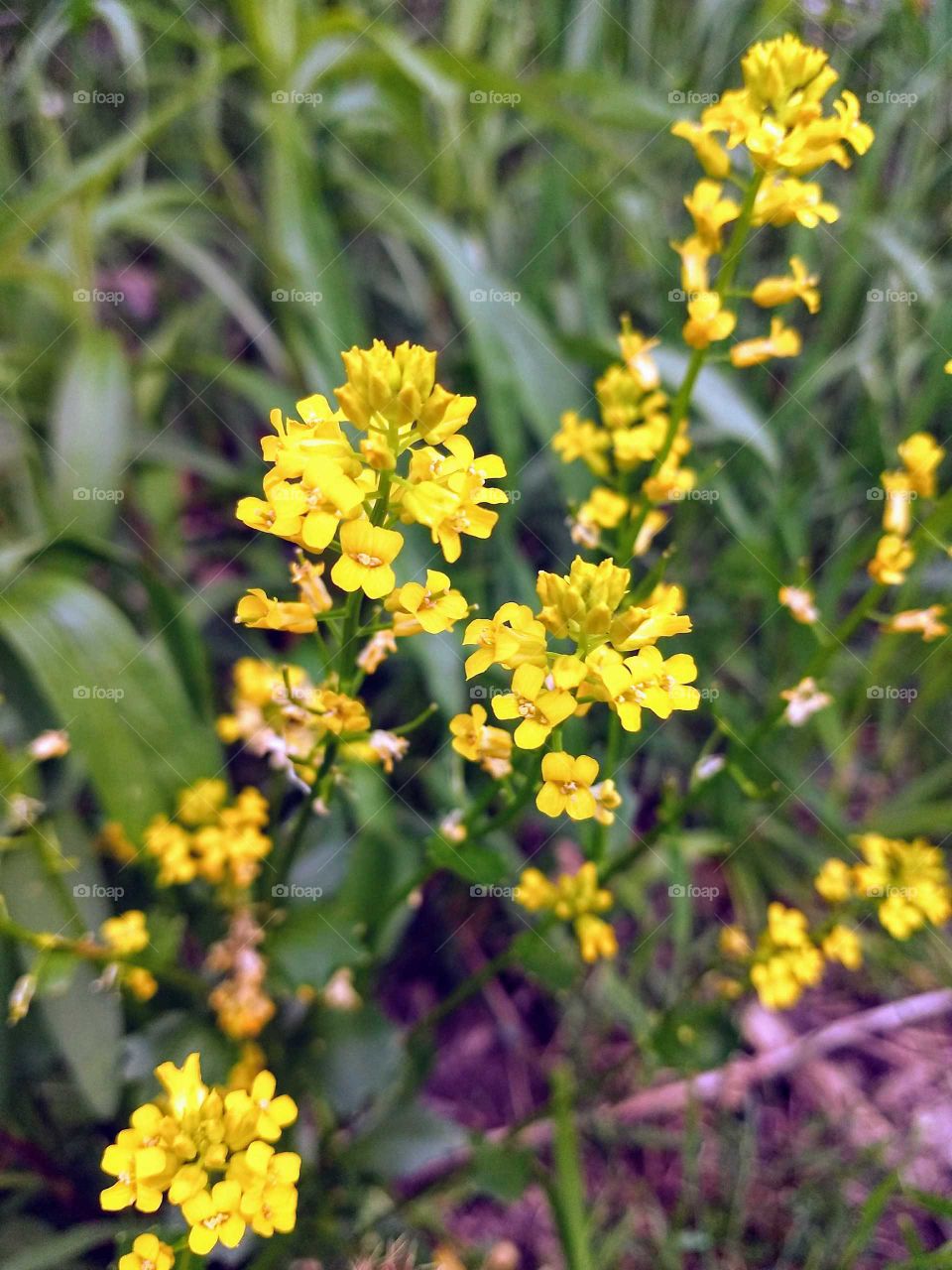Close up of Yellow flowers