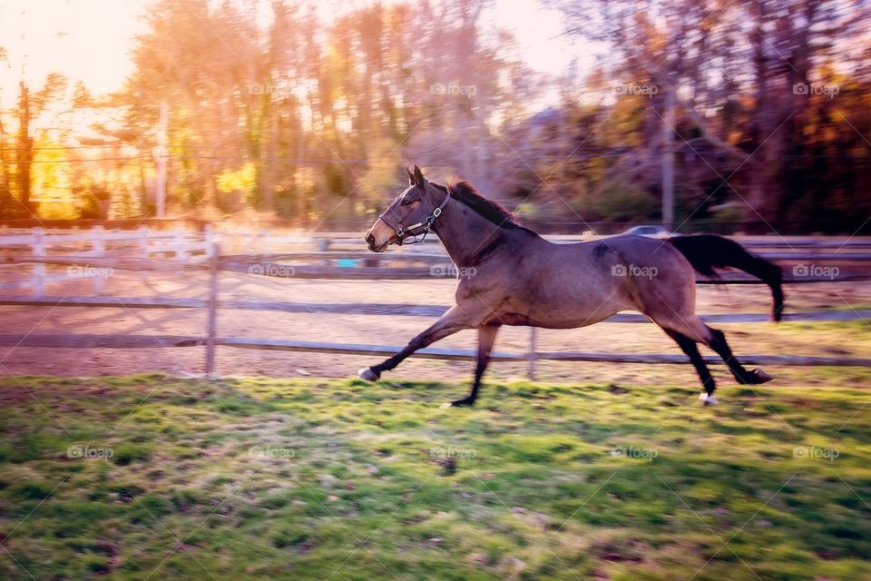 Horse running at ranch