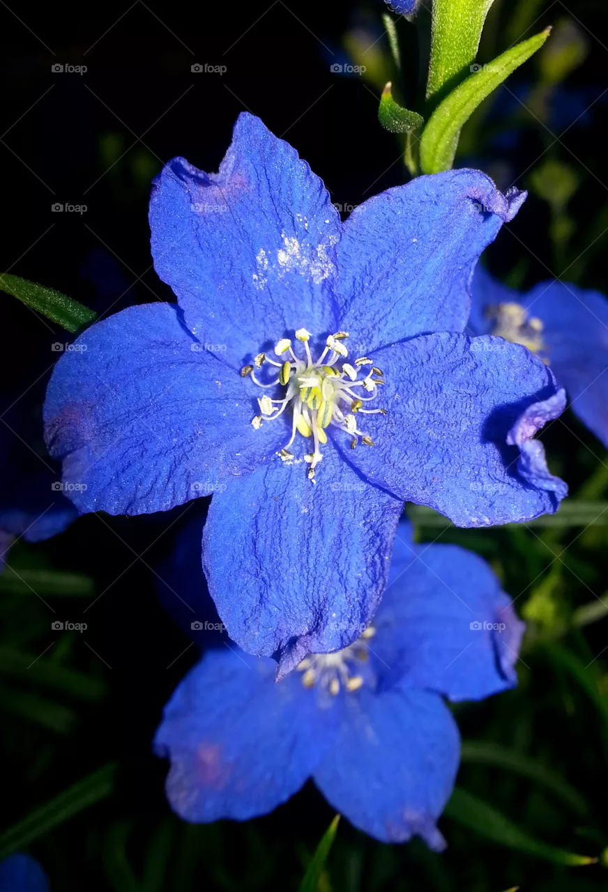 Delphinium
