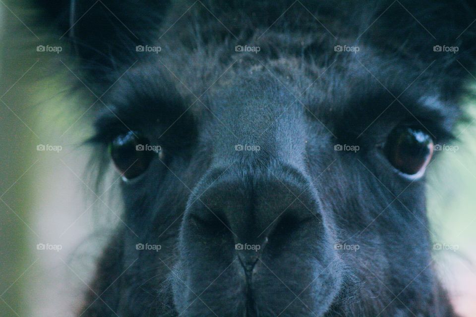 Those eyes simply cannot lie!