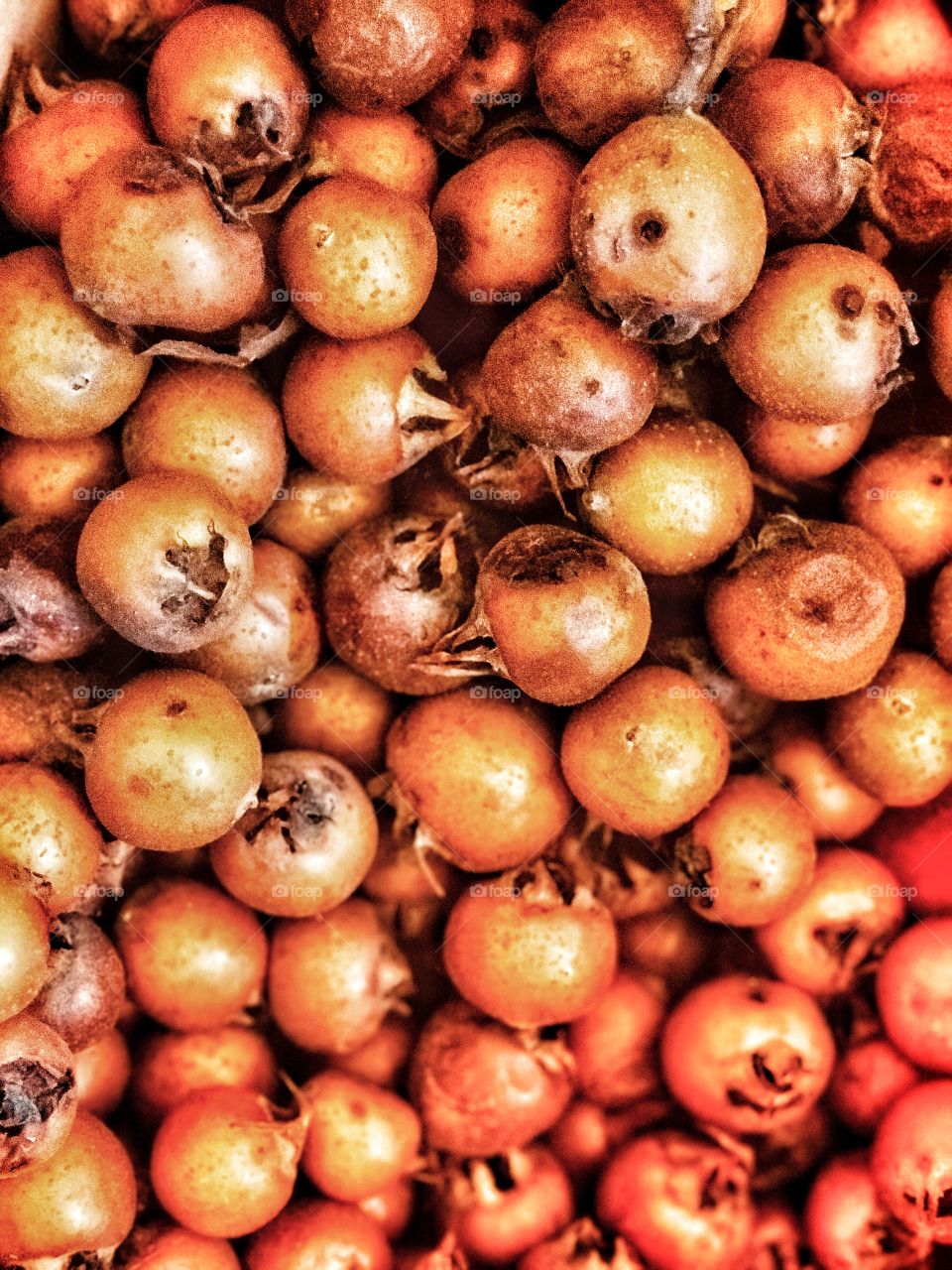 fruits wild