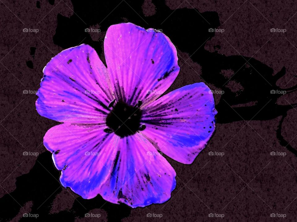 Wild purple . Abstract purple flower