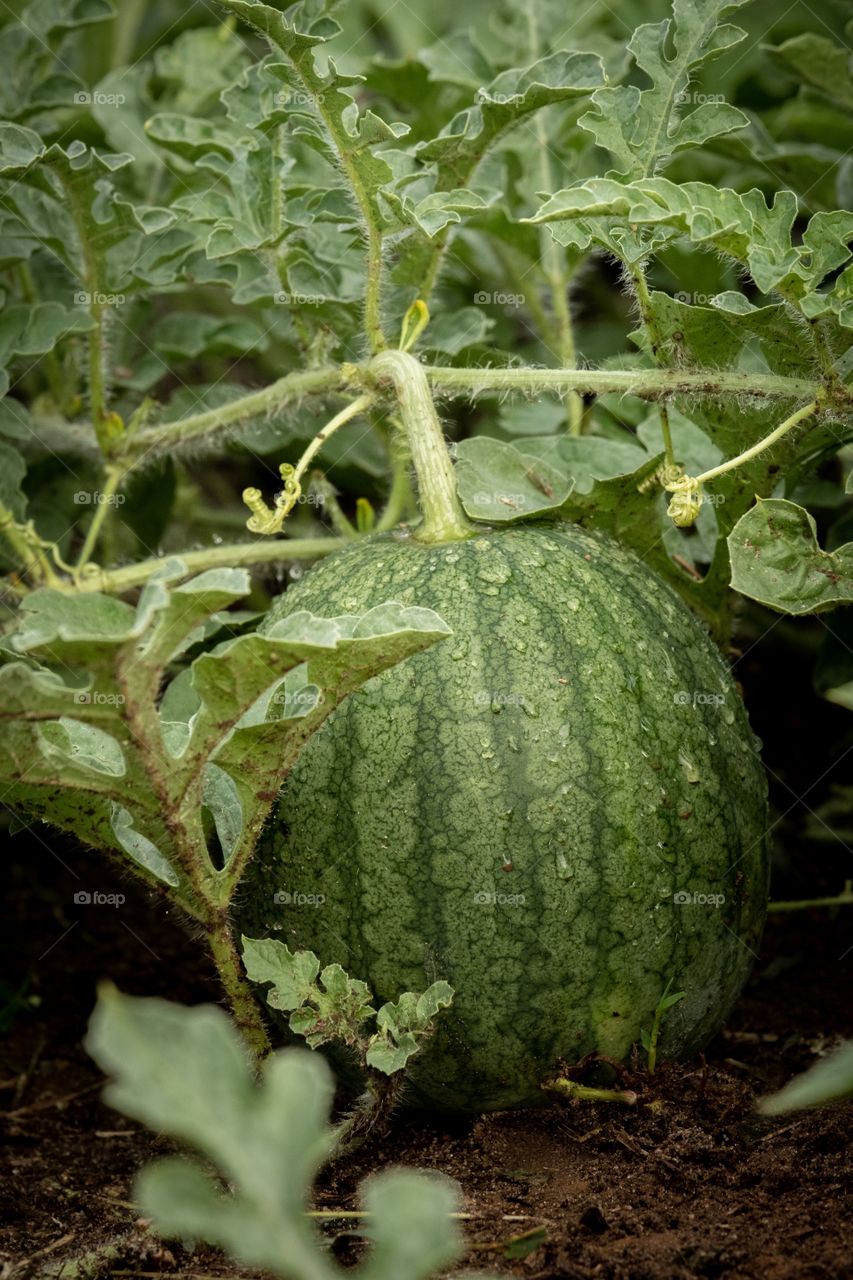 A young sugarbaby watermelon just after a rain growing on the vine in mid July in Raleigh North Carolina. 