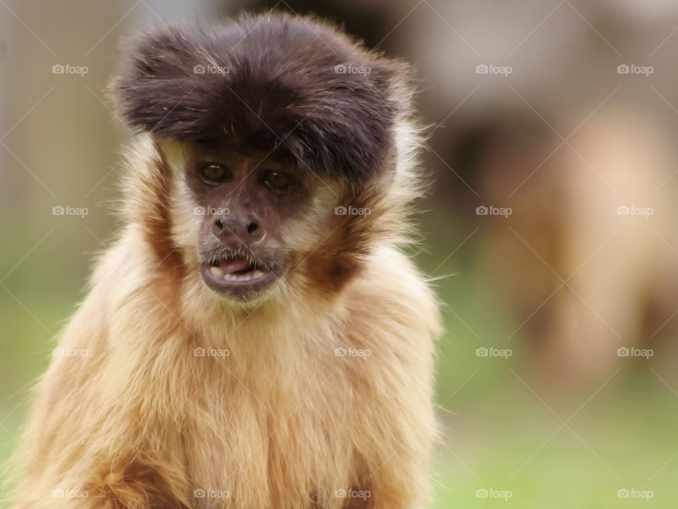 Monkey portrait