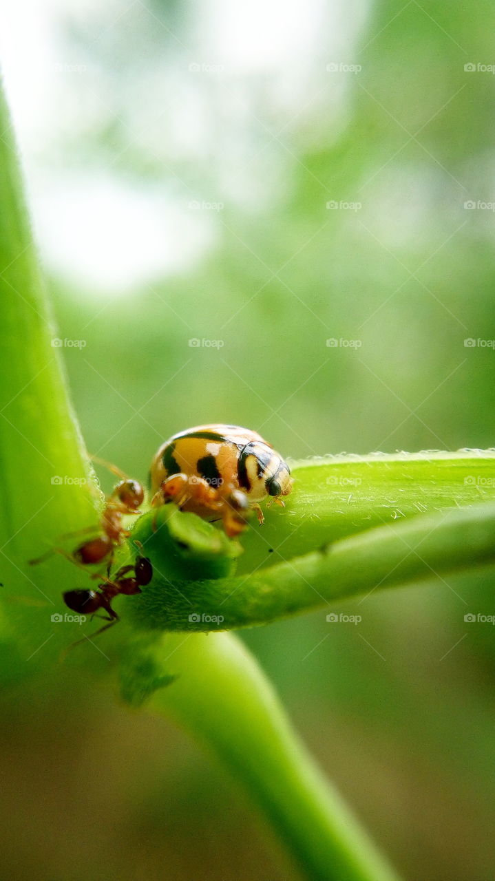 the beautiful small and cute bug in my farm