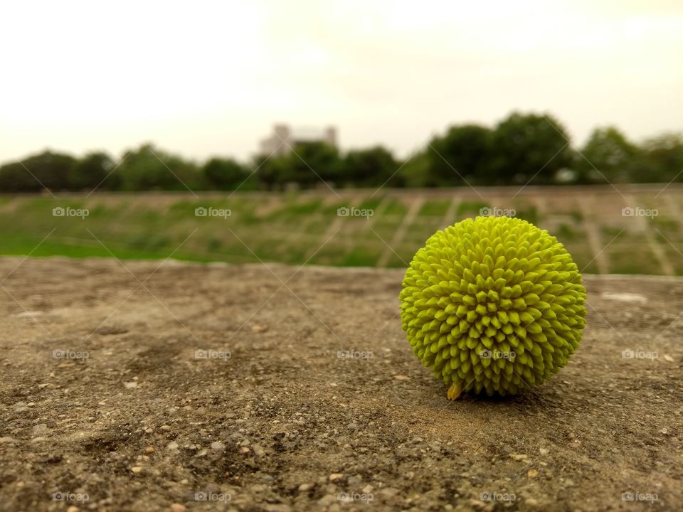 unknown flower ball