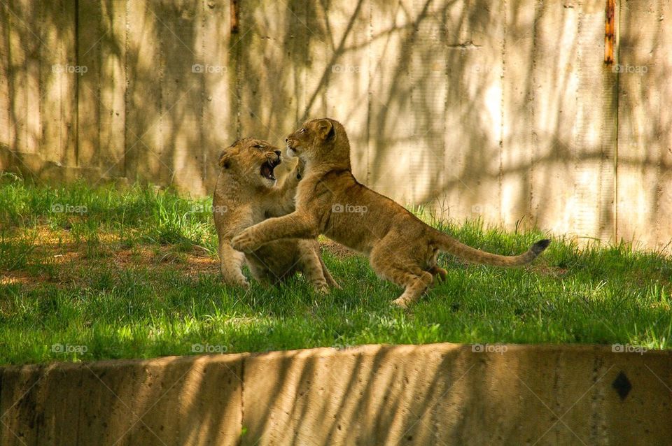 Lion Cubs