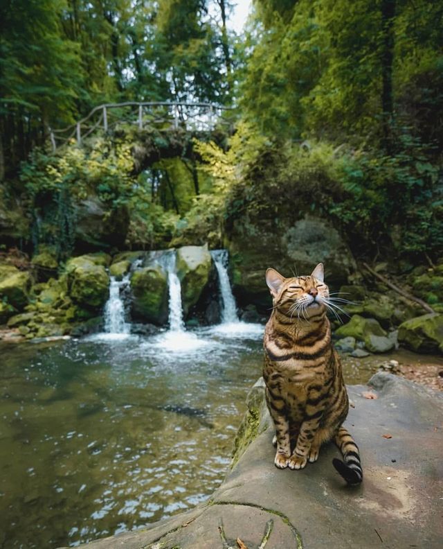 kitty