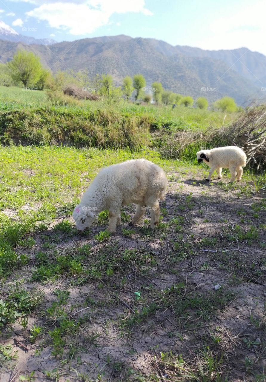 a little animal enjoying in fields