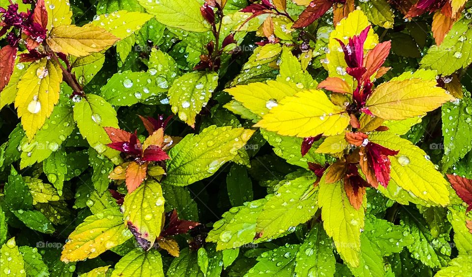 Rain drops on plant