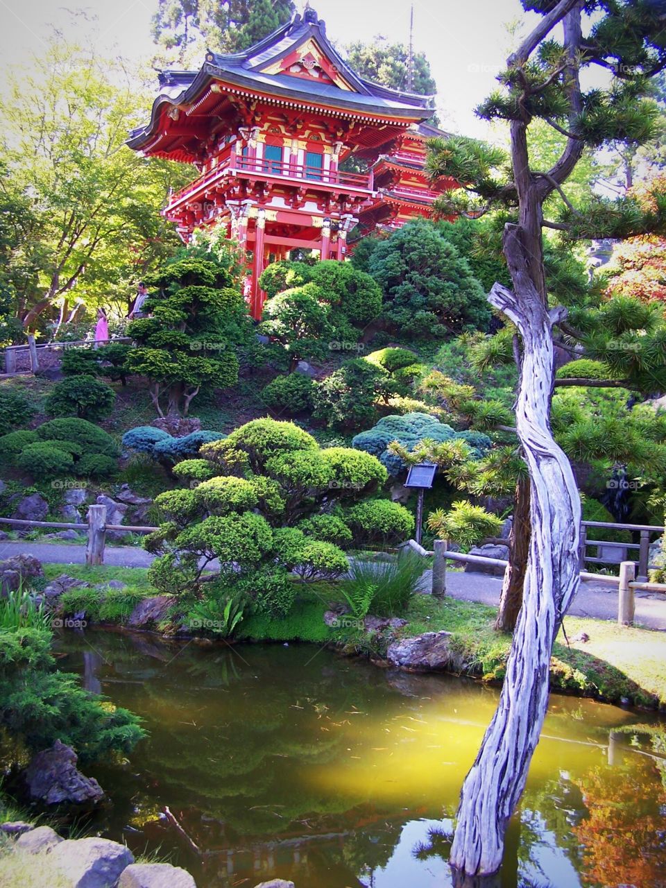 Japanese prayer garden, Temple, bonsai tree, koi pool; red 
