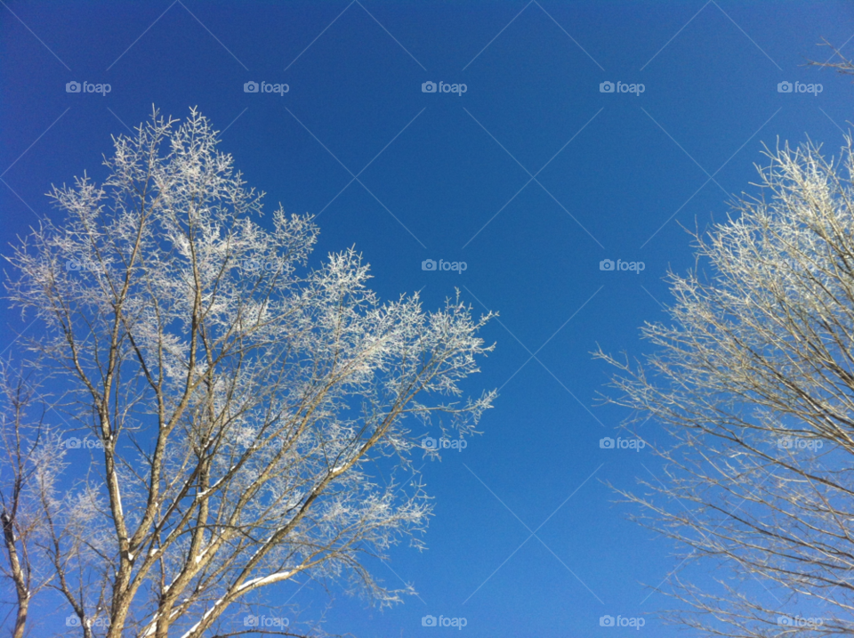 winter sky trees cold by serenitykennedy