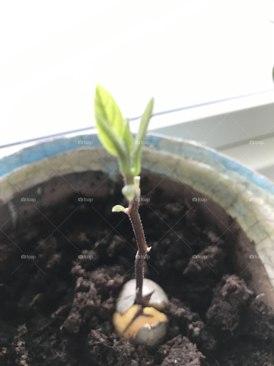 Avocado tree in progress