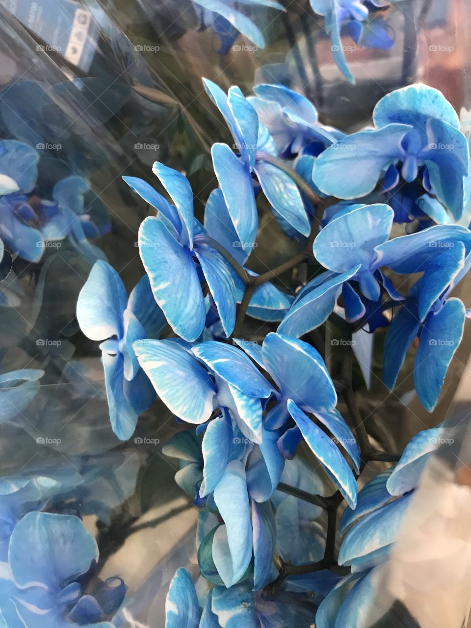 Blue orchids 