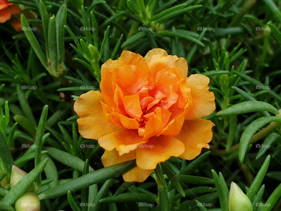 the portulaca grandiflora