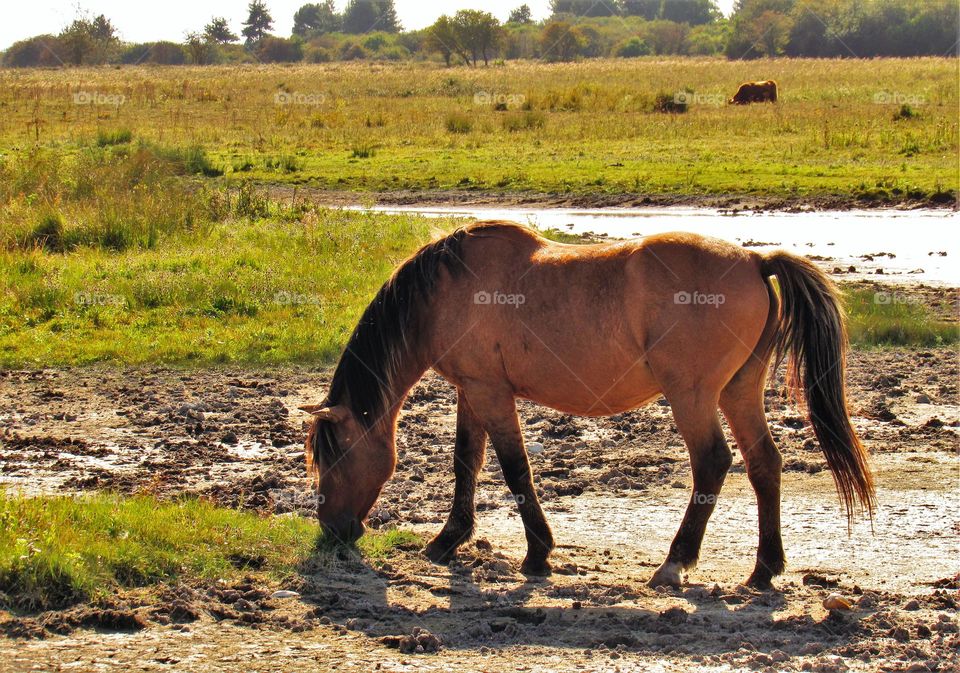 Grazing