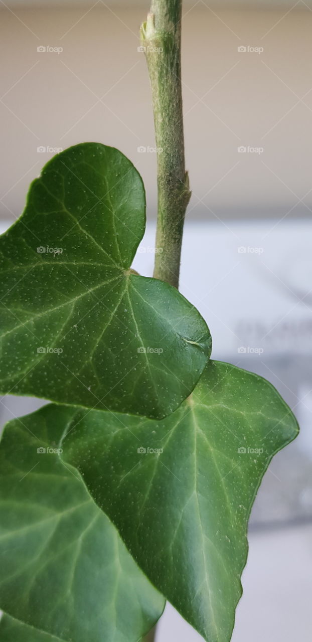 leaf
