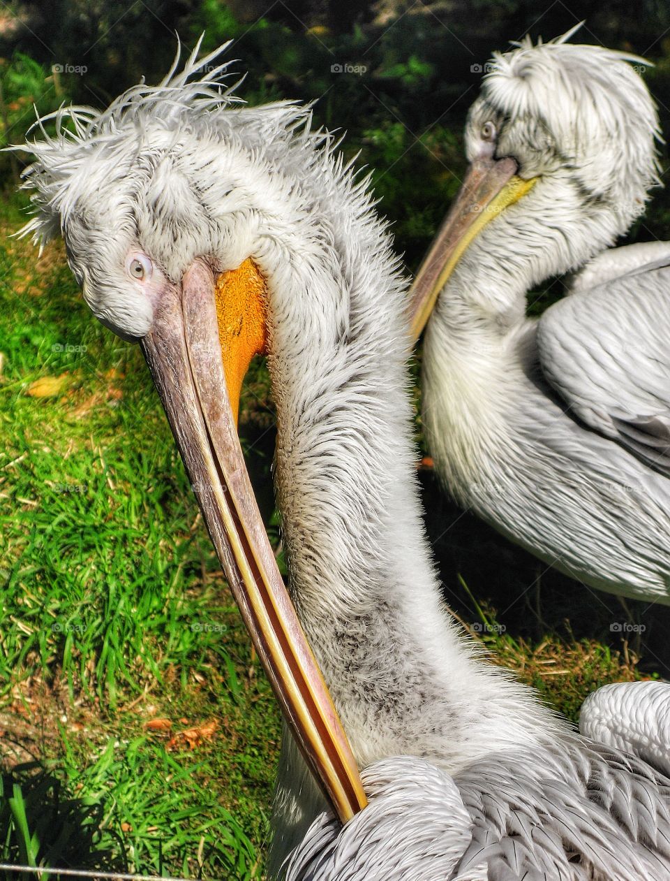 Pelican Schonbrunn zoo 