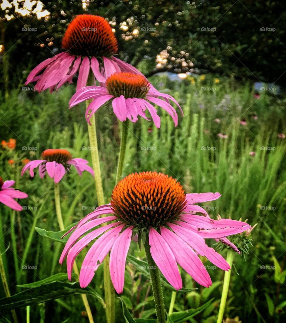 Purple coneflower 