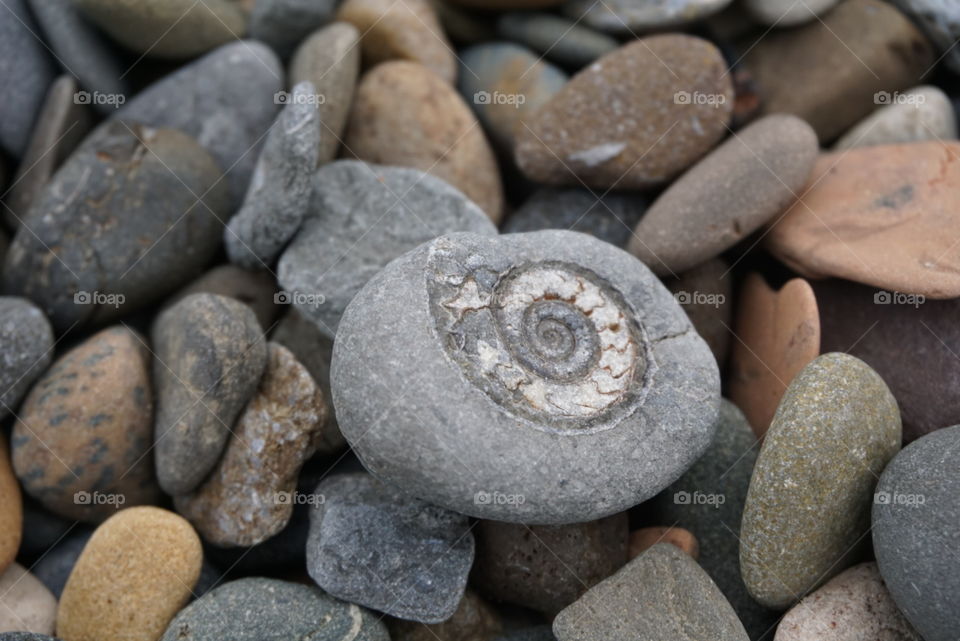 I found a fossil on the beach after a recent storm ...