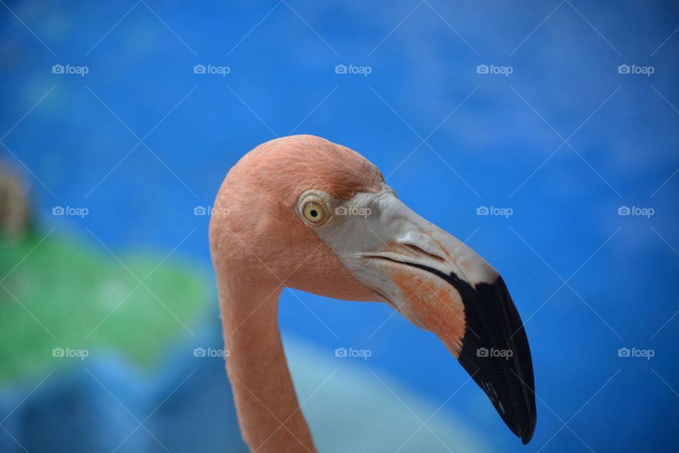 Flamingo