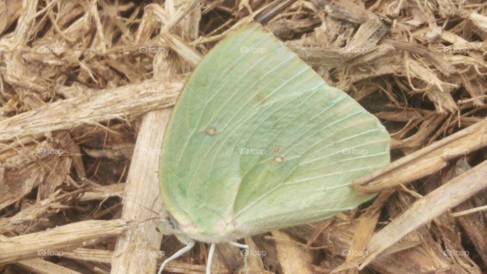 A butterfly perched on a haystack