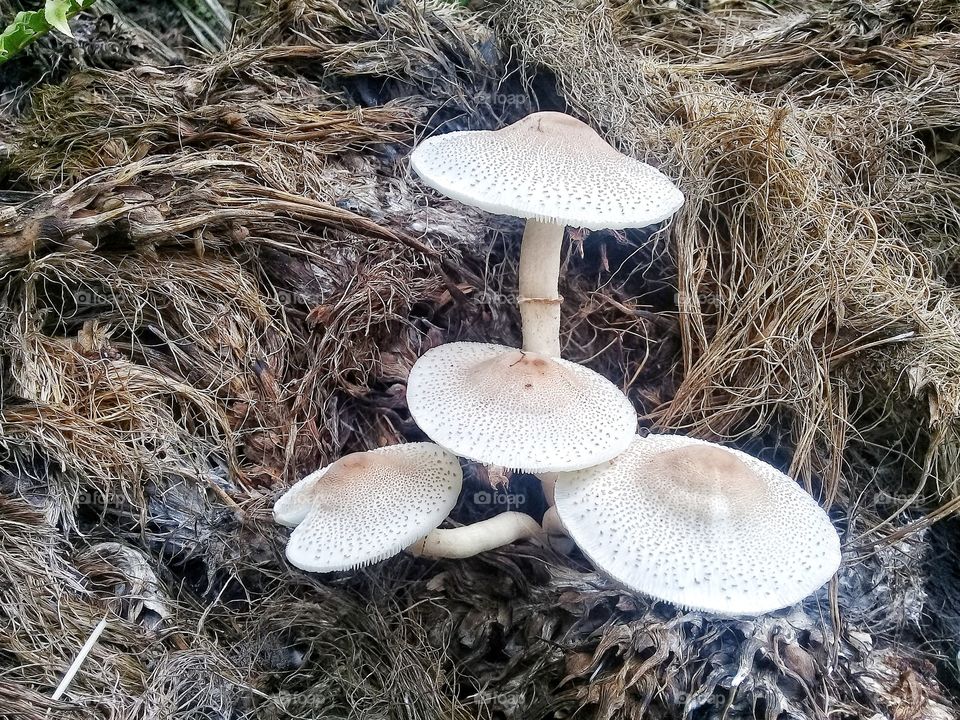 This type of fungus grows in oil palm empty fruit brunches,especially in the rany season and in damp areas