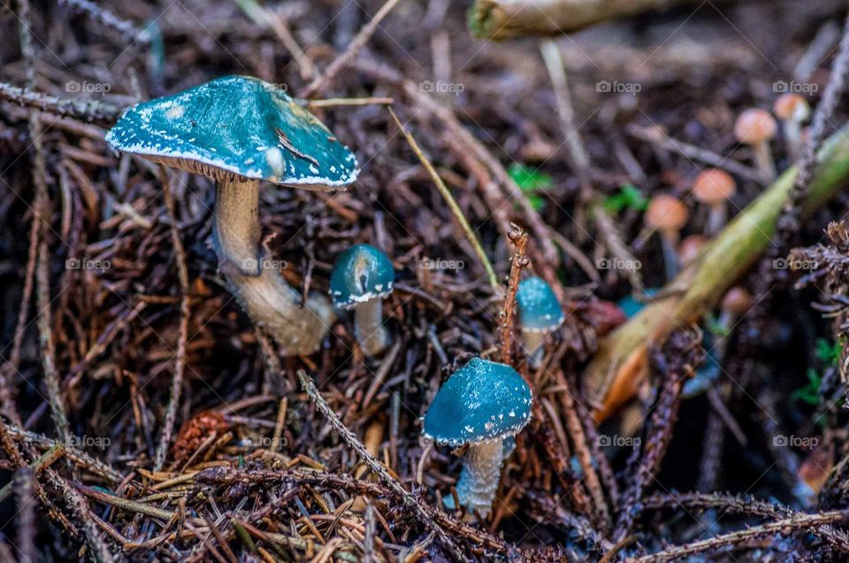 Blue mushrooms 🍄 🍄 🍄 🍄
